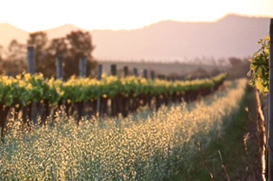 Spring cover crop flowering between the vine rows