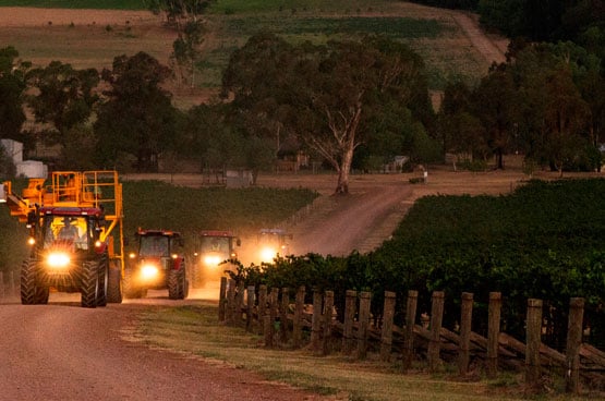 Harvesters working the rows under lights before dawn