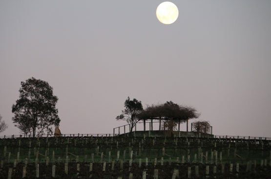 The moon rising over the vineyard at dusk