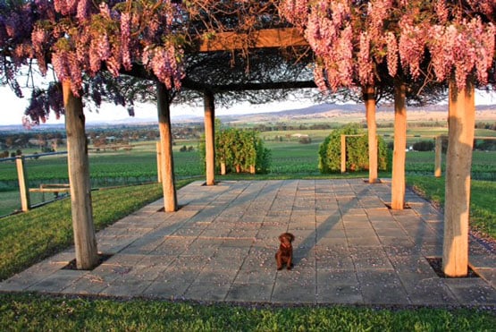 The wisteria pergola in flower beside the cellar door