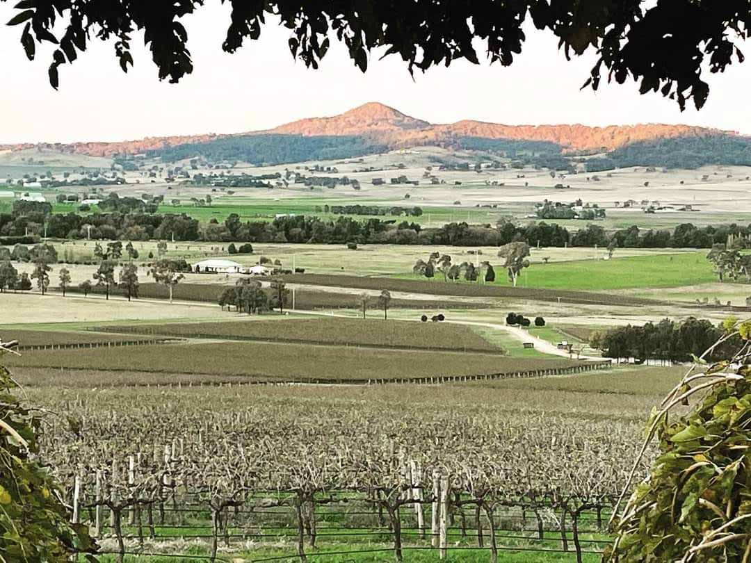 The vineyard rows running down to the valley floor, the ranges lit behind