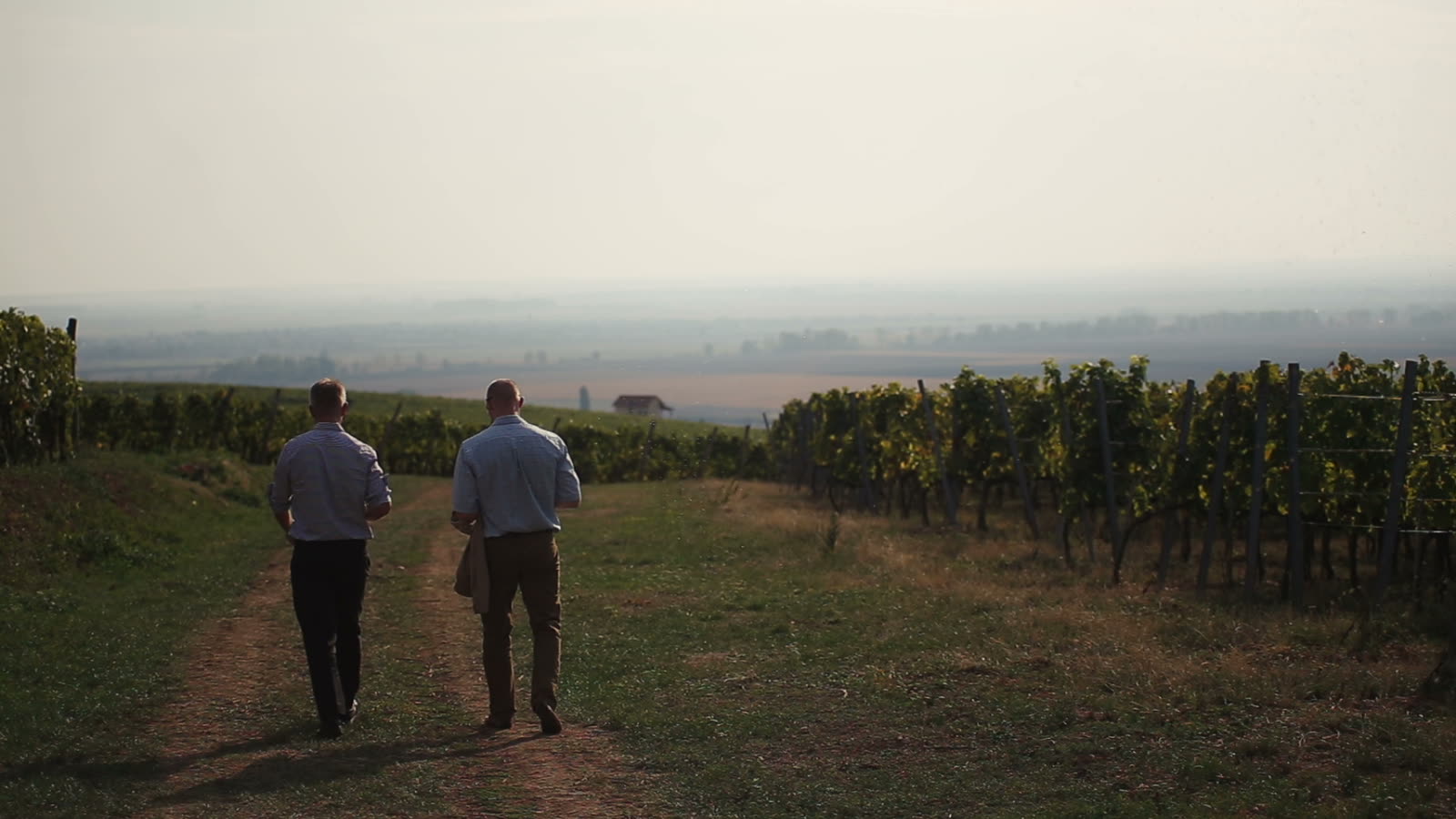 Walking the vineyard rows at golden hour