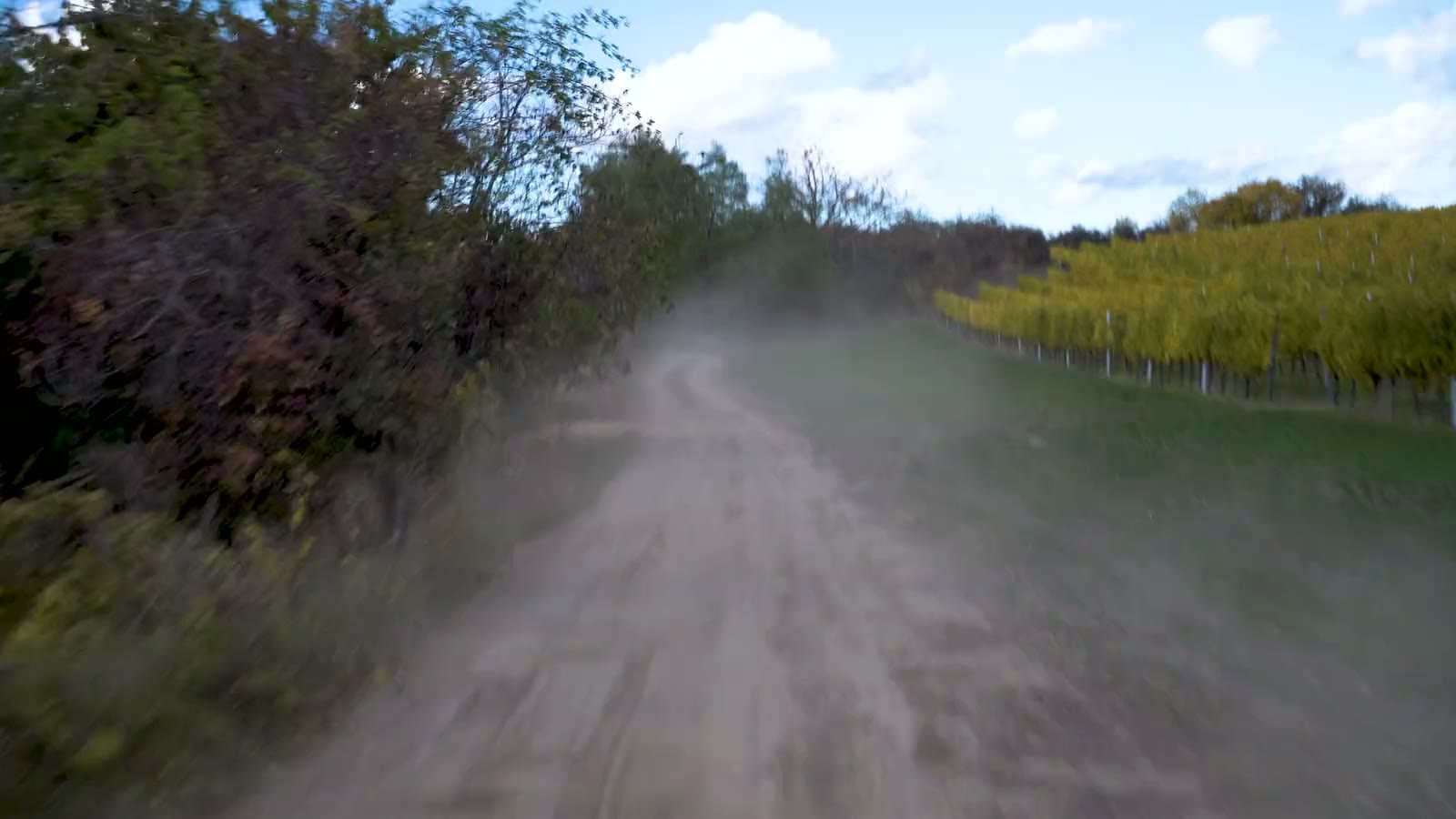 A dirt road running beside the vine rows